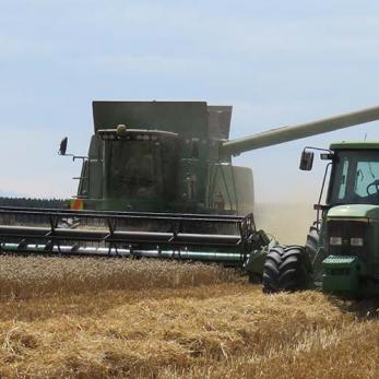 Harvesting wheat