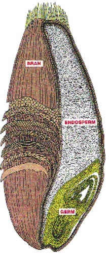 Anatomía del grano de trigo. Figure 1. Wheat grain anatomy.