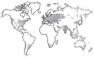 Globe showing major growing areas