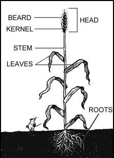 wheat plant diagram