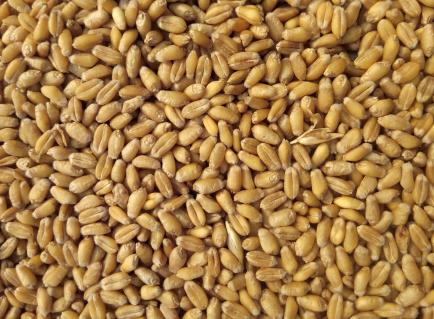 Wheat Seed