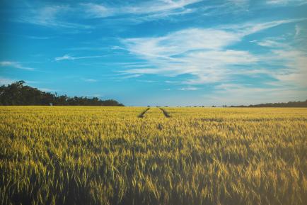 Wheat field