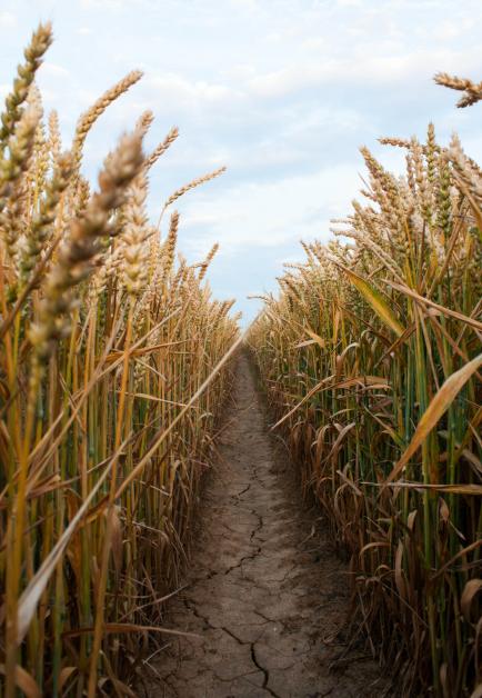 Wheat Field 3