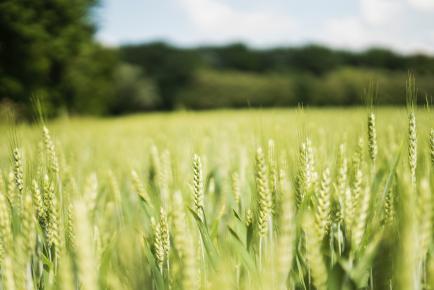 Wheat Field? To be replaced with Farmer spraying