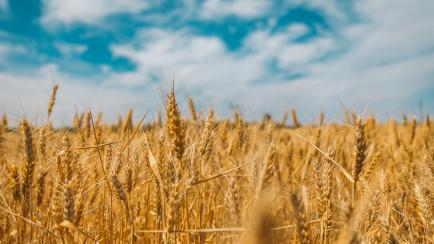 Wheat Field 2