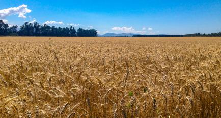 NZ Wheat Field