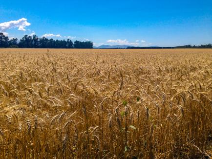 Wheat field